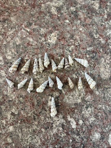 Small medium wentletrap - 20,
