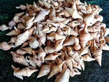 80 X TINY SEA SHELLS CHINNA 1 - 3 CM SPIRAL TURRID Light Brown Shell Craft