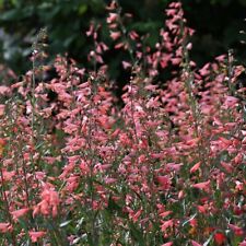 Penstemon - Twizzle Coral