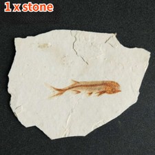 Real Fish Fossil From Western Liaoning China 150 Million Years Ago Lycoptera