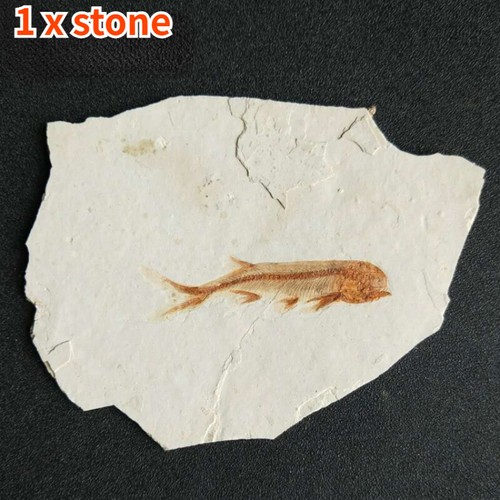 Real fish fossil - 1x,