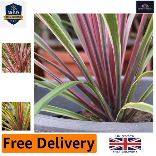 Evergreen cordyline australis - evergreen,