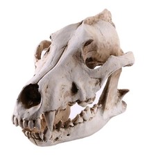 Resin Snow-Wolf Animal Head Skull Replica Halloween Ornament Statue Model *
