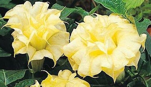 Datura angels trumpets seeds - datura,