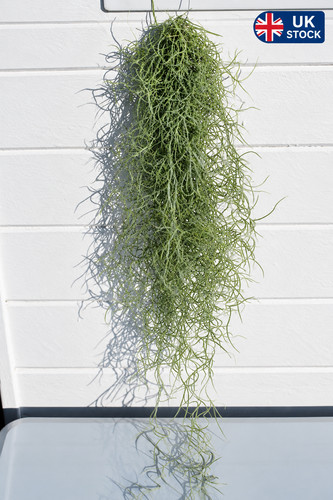 Spanish moss - spanish,