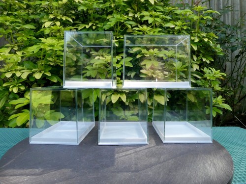 Large perspex display specimen - perspex,