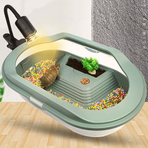 Turtle reptile habitat - turtle,