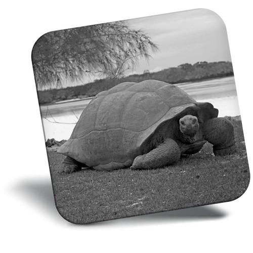 Awesome fridge magnet - fridge,