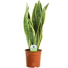 Sansevieria Laurentii - 1