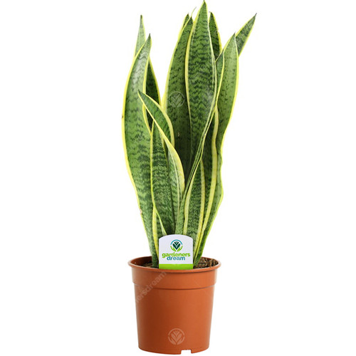 Sansevieria laurentii 1 - laurentii,