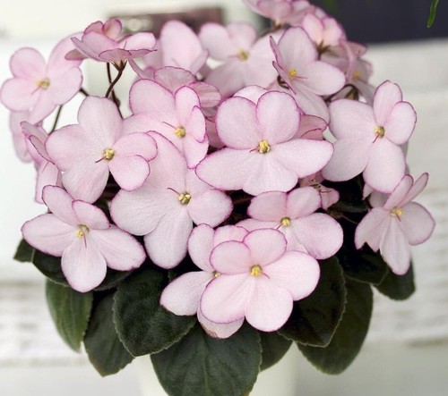 Miniature african violet - african,