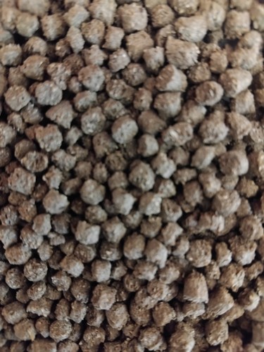 Cosy tortoises dry tortoise - tortoises,
