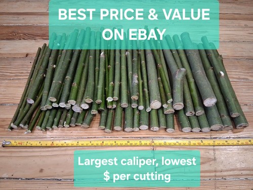 Thick large hybrid willow - 60,