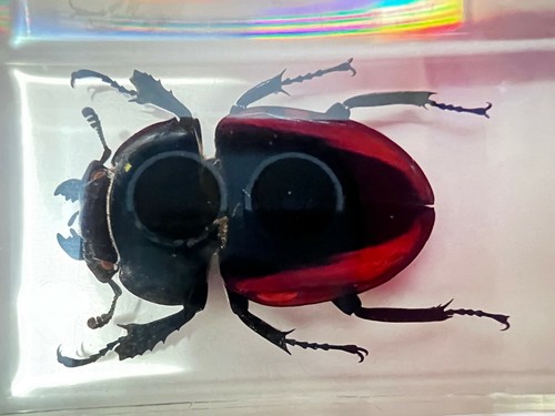 Stag beetle insect acrylic - insect, in