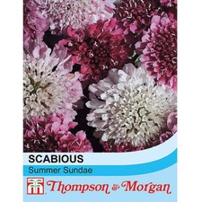 Scabious Seeds Flowering Garden Plants 'Summer Sundae' 1 Packet 50 Seeds T&M