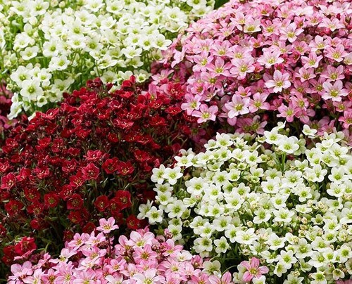 Saxifraga mixed alpine - saxifraga, 'mixed'