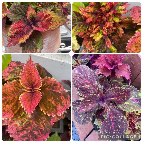 New rare variety - variety, colourful