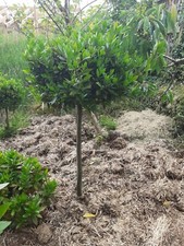 Bay trees standard - bay,