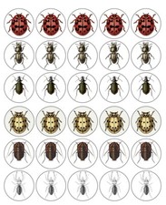 Insects Cupcake Toppers Edible Icing Wafer Decoration Birthday Party Bugs Ants