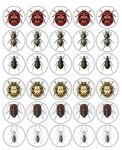 Insects cupcake toppers edible - cupcake,