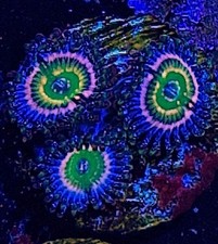 ARC Woodstock zoanthid / zoa / zoas / paly /Soft Coral / Frag 3 Polyp / easy
