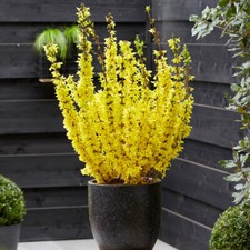 3 x Easter Tree Forsythia