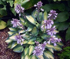 Hosta June® garden plant sent out bareroot in 0.5 litre pot