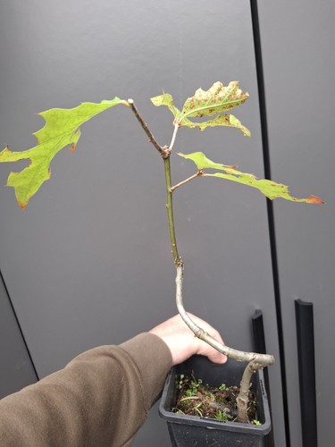 Red oak bonsai tree - red,