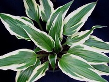 Hosta Proud Dragon   (Pot Grown Sent Out Ex Pots)