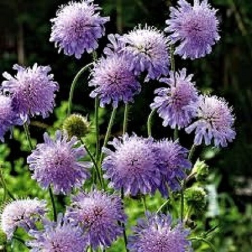 Field scabious seeds knautia - scabious,
