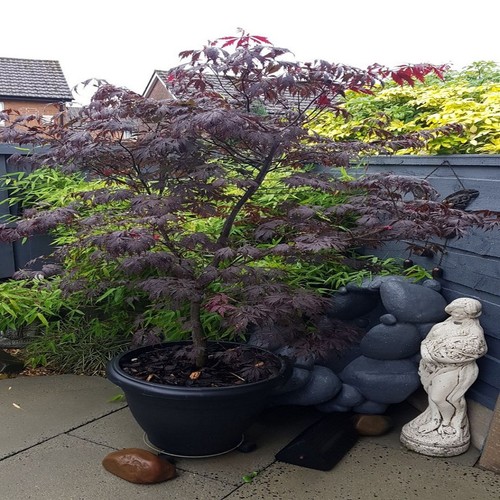 Acer palmatum black - palmatum, lace