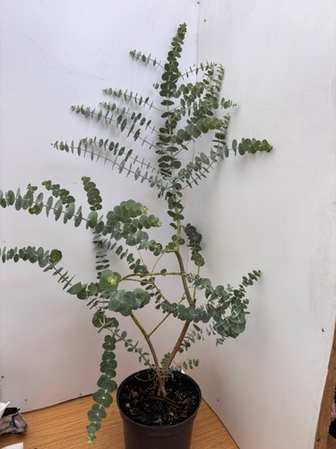 Eucalyptus gunnii multi stem - eucalyptus, multi-stem