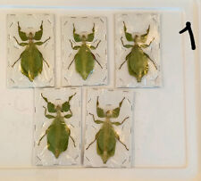 5 x  Crypto phyllium celebicum Leaf Insect A1 Thai unmounted real taxidermy (1)
