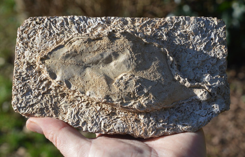 Amazing rare fossil - rare,