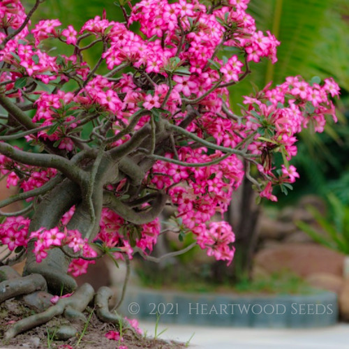 Adenium obesum 5 - (desert,