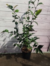 Camellia 'Wit'  1.5L Stunning White Flowers Evergreen Garden Plant Shrub