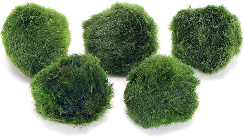 K2aqua marimo moss - 5, balls
