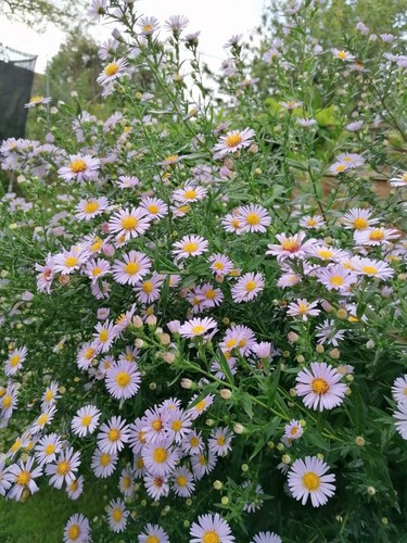 Lavender blue aster - 5,