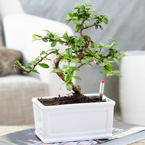 Bonsai chinese elm plant - elm,