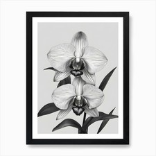 Phragmipedium Orchids Ink 2 Art Pri Framed Wall Art Poster Canvas Print Picture