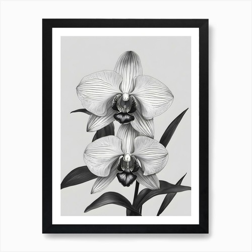 Phragmipedium orchids ink - phragmipedium, 2