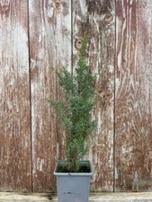 Common Juniper Bush / Tree |