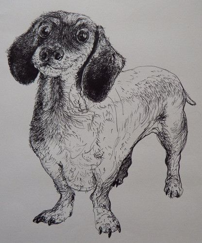 Ink drawing dachshund dog - ink,