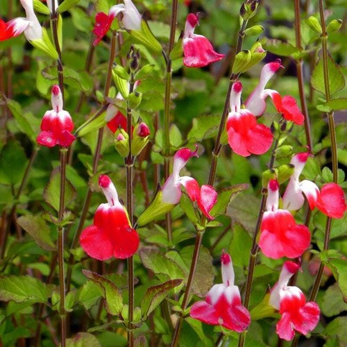 Hot lips salvia - hot,