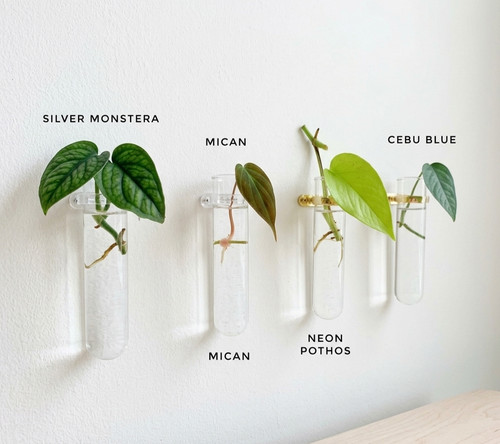 Set rare house plant - house,