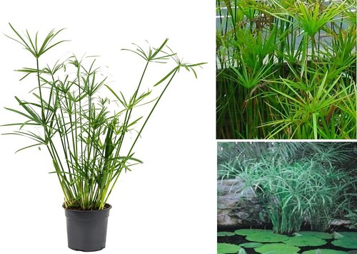 Cyperus papyrus umbrella - |,