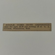 Single Comb Buff Orpington