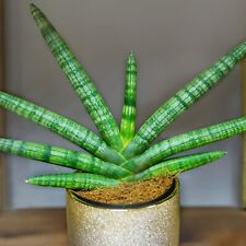 Sansevieria cylindrica Skyline  -  Snake Plant in 8.5cm - Easy to Maintain