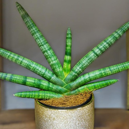Sansevieria cylindrica skyline - sansevieria,