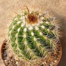FRESH CACTUS SEED x15 Parodia
